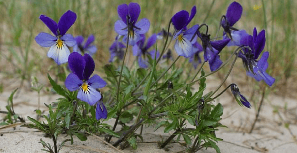 May webinar - thumbnail