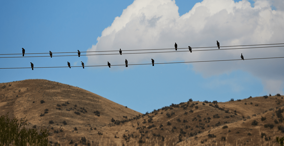 Telehealth - Thumbnail